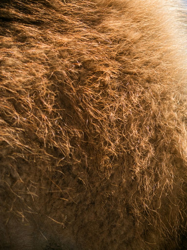 Detailed close-up of brown animal fur texture, perfect for textile and pattern backgrounds.