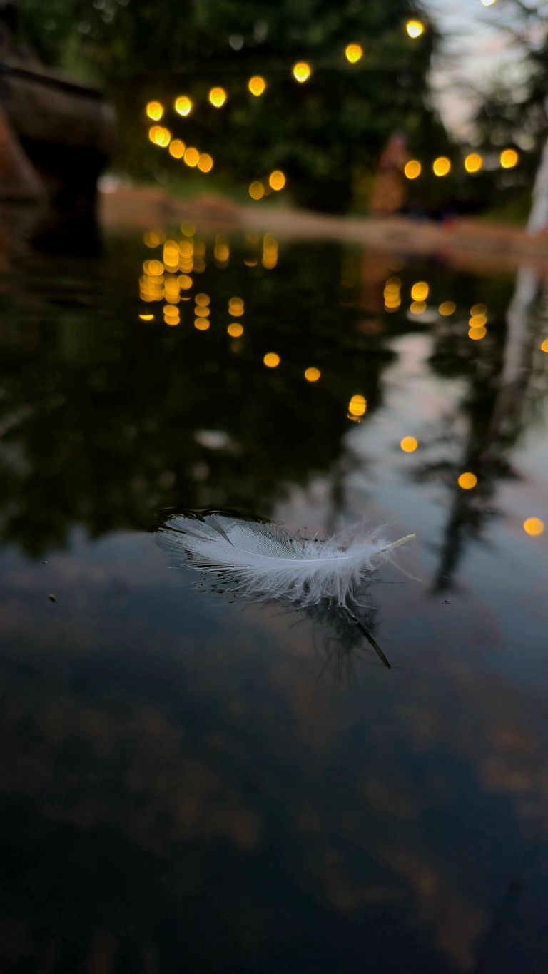 Serene scene of a feather on water illuminated by soft, bokeh lights.